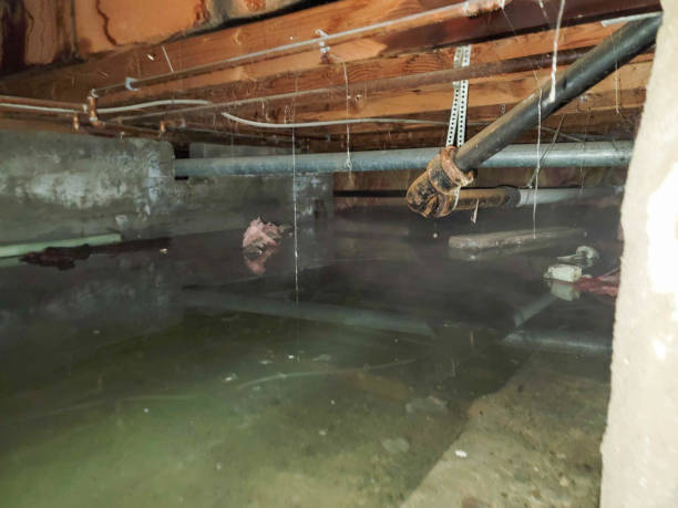 Best Flood restoration services  in Olive Branch, MS
