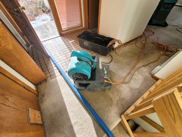 Best Carpet water damage restoration  in Olive Branch, MS