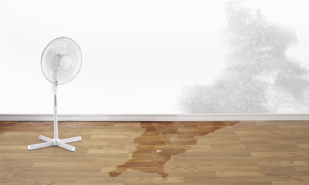 Best Fire Damage Restoration  in Olive Branch, MS