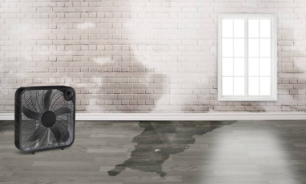 Best 24-hour water damage restoration  in Olive Branch, MS