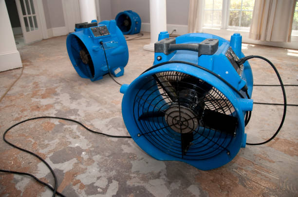 Best Local water damage restoration  in Olive Branch, MS