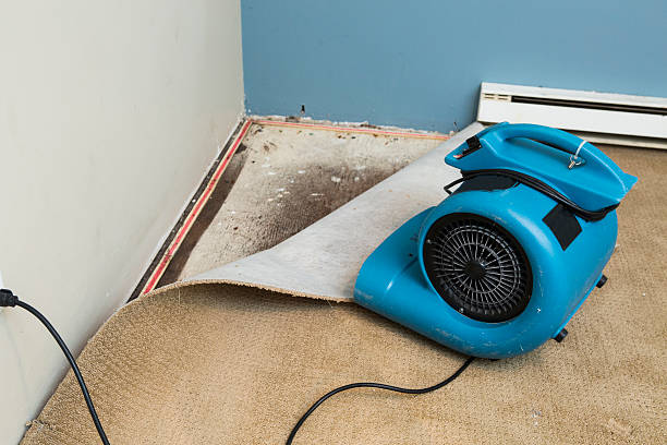 Best Flood damage cleanup  in Olive Branch, MS